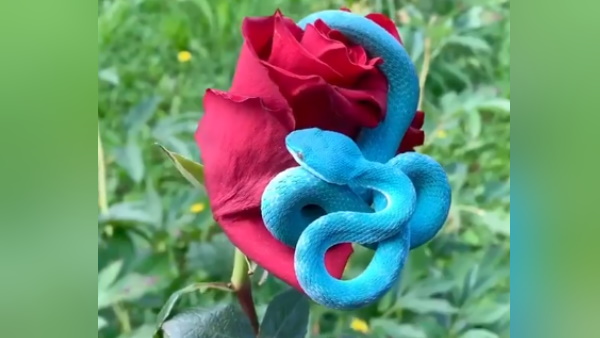 सोशल मीडिया पर किया जा रहा काफी पसंद