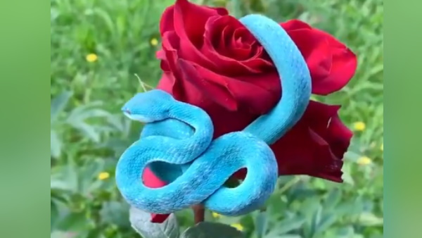 इस प्रजाति की होती है ये खासियत