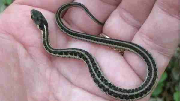 क्या है मामला क्या है मामला