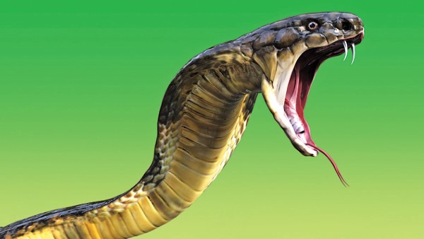 शंभू की पीठ पर कोबरा ने काटा