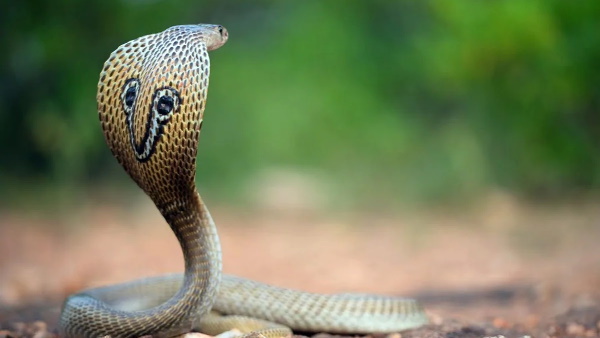 लोगों ने डिजाईनर मास्क समझा 