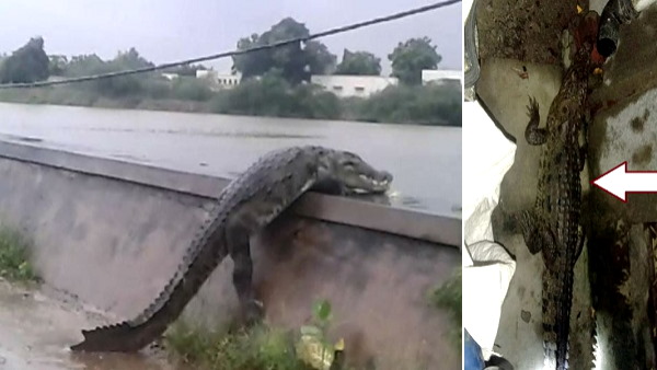 मानसूनी सीजन में ​ही ज्यादा ​निकलते हैं