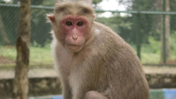 बंदरों ने खींची सेल्फी