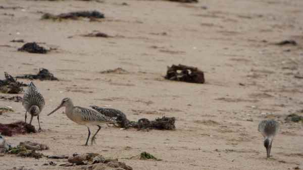 इंसानी जरूरतों ने वन्यजीवन को तबाह कर दिया
