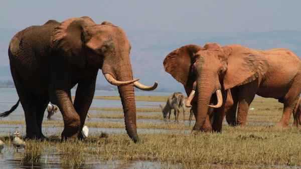 दुनिया की 10 लाख प्रजातियों पर खतरा