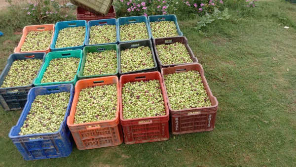  पांच साल बाद लगते हैं फल