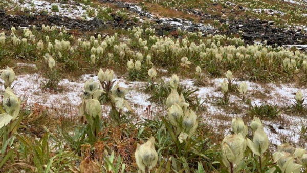 कोरोना महामारी ब्रह्मकमल के लिए बनी जीवनदान