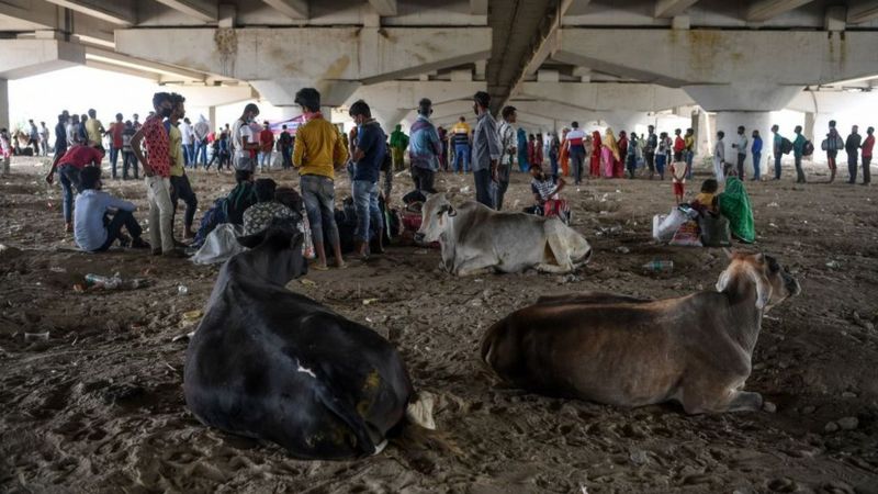 यूपी का गोहत्या विरोधी क़ानून क्या है और हाई कोर्ट ने क्यों की इस पर टिप्पणी
