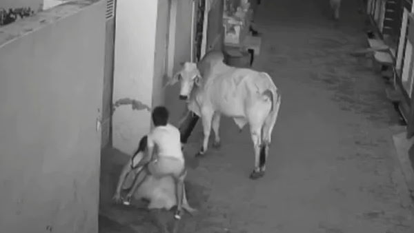 सांड से दादी को बचाने के लिए पोते ने लगा दी जान की बाजी