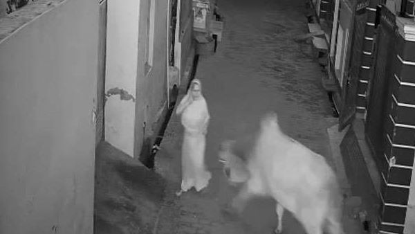 दादी को बचाने के लिए आवारा सांड से भिड़ गया पोता