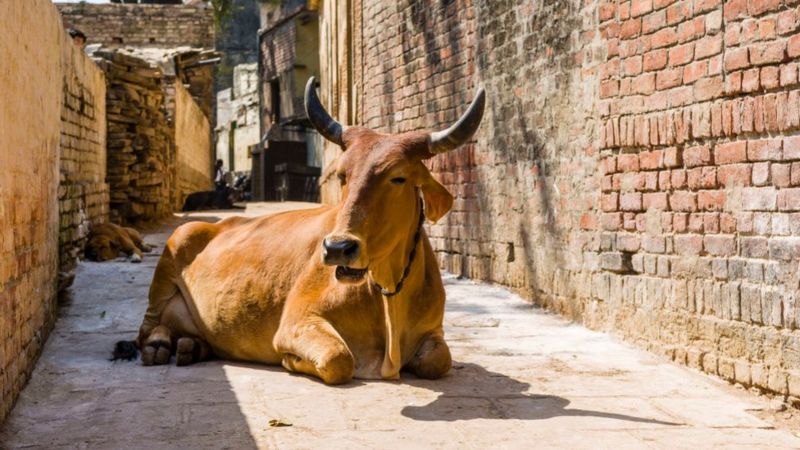 यूपी का गोहत्या विरोधी क़ानून क्या है और हाई कोर्ट ने क्यों की इस पर टिप्पणी
