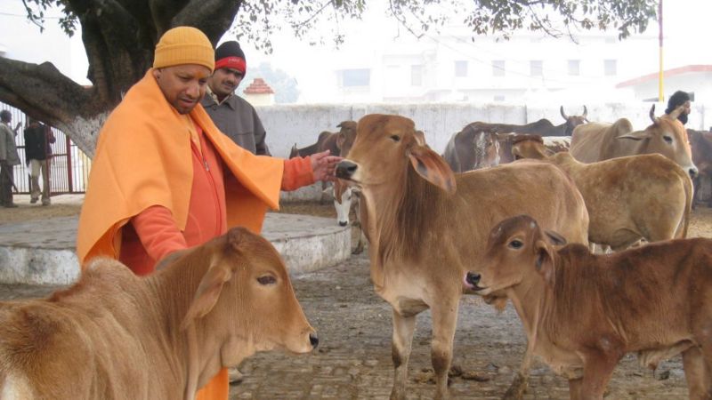 यूपी का गोहत्या विरोधी क़ानून क्या है और हाई कोर्ट ने क्यों की इस पर टिप्पणी