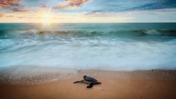 प्राचीनतम सरीसृपों में से एक है कछुआ