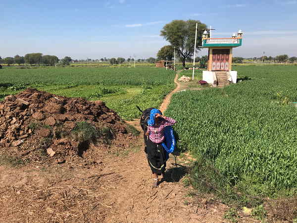 More than 3.92 lakh farmers in Gujarat received agricultural relief package from the government More than 3.92 lakh farmers in Gujarat received agricultural relief package from the government