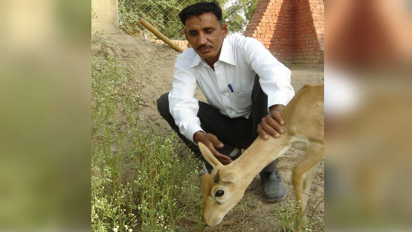  100 किमी में 10 हजार हिरण