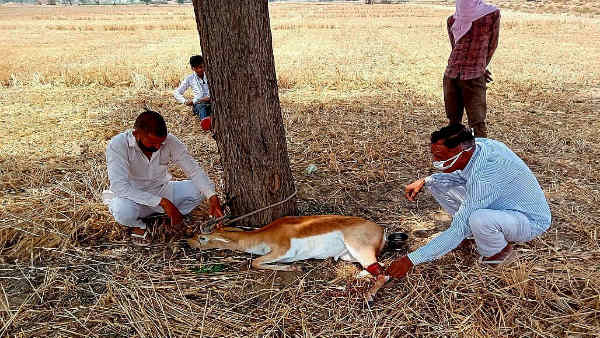 वन्यजीवों का संरक्षण करना ठाना