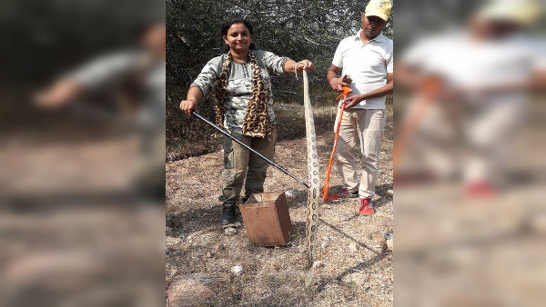 सांप गुस्से में आकर करता है हमला