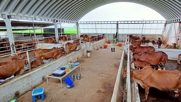 अब रोजाना बेच रहे 150 लीटर दूध अब रोजाना बेच रहे 150 लीटर दूध