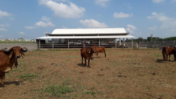 शुरुआत 7 गायों से, अब हैं 135 गाय शुरुआत 7 गायों से, अब हैं 135 गाय