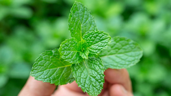 कोरोना संक्रमितों को नहीं आती 5 चीजों की गंध