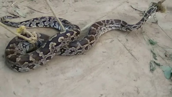 बचाने के लिए तत्काल पहुंची टीम बचाने के लिए तत्काल पहुंची टीम