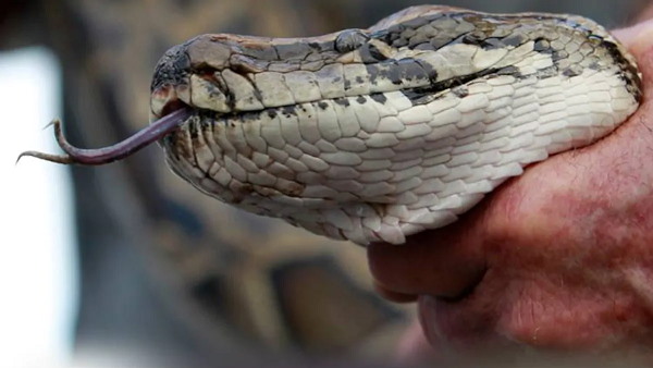 अजगर को पकड़कर जंगल ले गए अजगर को पकड़कर जंगल ले गए