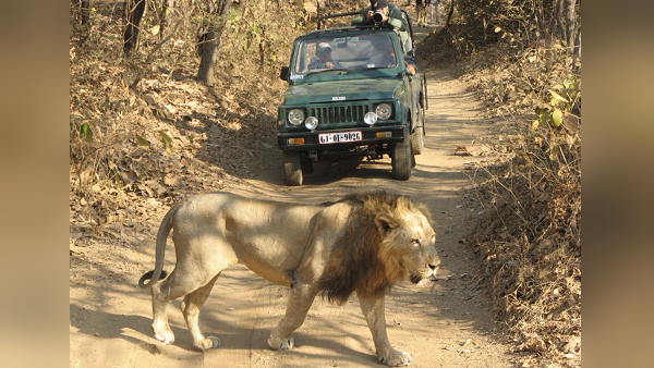 Gujarats Gir Forest Open, Flagged Off To Tourists for safari