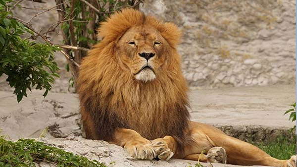 Statue of Unity and Gir national park will be opened