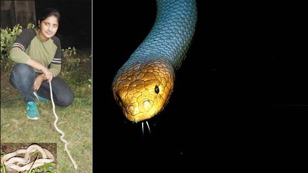 कॉमन करैत प्रजाति का जहरीला सांप 