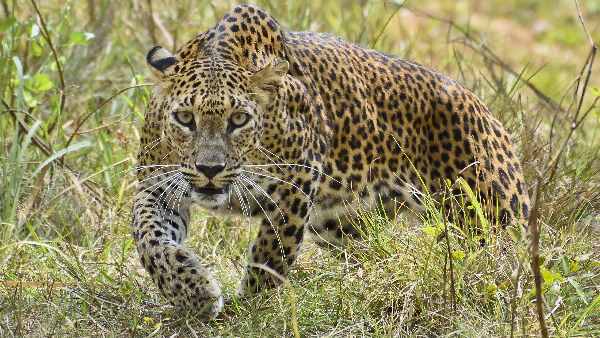 तेंदुए को पसंद होते हैं कुत्ते 