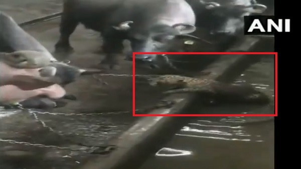 रिहायशी इलाके में पहुंचा तेंदुए का बच्चा रिहायशी इलाके में पहुंचा तेंदुए का बच्चा