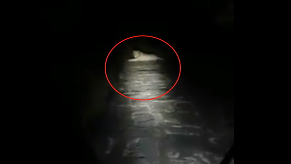 फॉरेस्ट ऑफिसर ने शेयर किया वीडियो