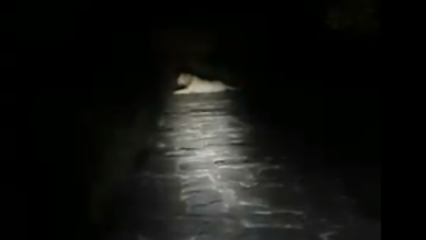 फॉरेस्ट गार्ड ने गुजराती में की शेर से अपील