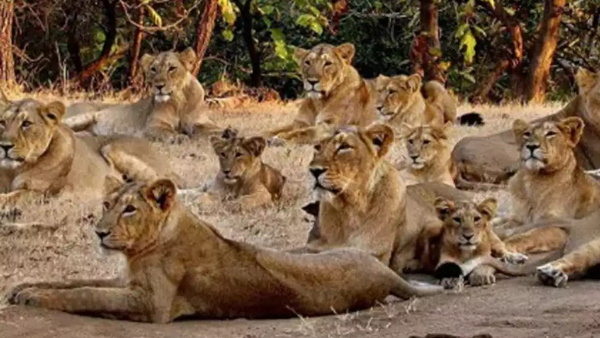 गिर राष्ट्रीय उद्यान की है वीडियो