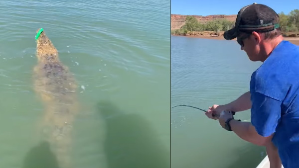 मगरमच्छ से पंगा मतलब मौत को दावत