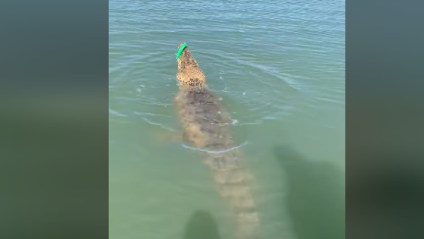 कांटे को छोड़ने के मूड में नहीं था मगरमच्छ