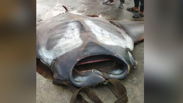 72 लाख की है मछली 72 लाख की है मछली