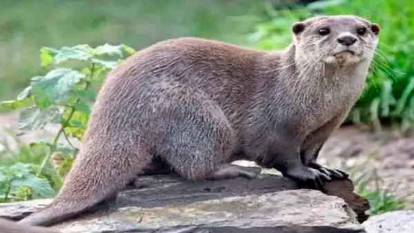 मिंक ऐसे लक्षण दिखा रहे हैं जो मनुष्यों के लिए सामान्य हैं