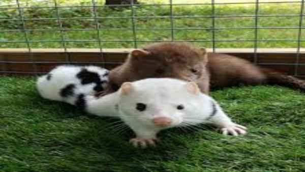 नीदरलैंड में 60,000 मिंक मारे गए