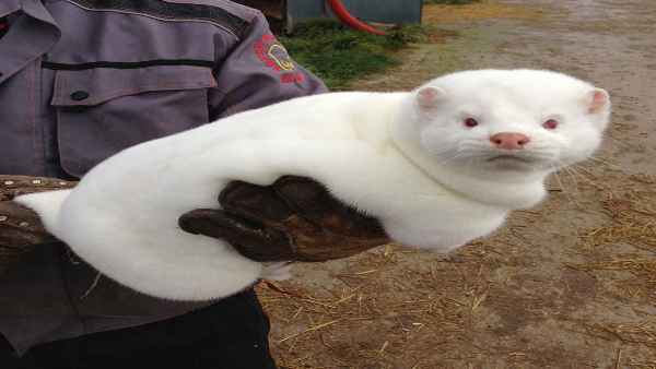 'मनुष्यों से मिंक में फैला वायरस'