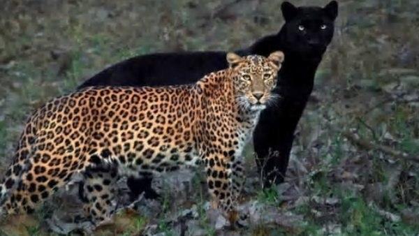 जब गोल्डन तेंदुए के साथ दिखा पैंथर