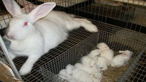 खरगोश की देखभाल व भोजन का प्रशिक्षण