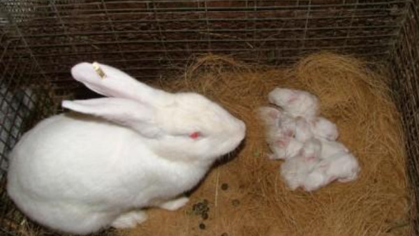 हर समय रहते हैं 600-700 बच्चे