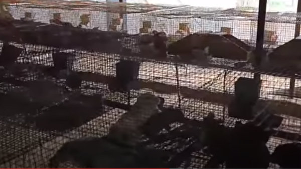  नवल किशोर को कैसे आया आइडिया?