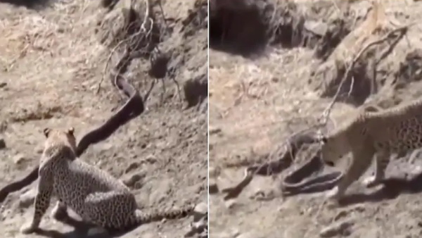 सांपों की दुश्मन होती है बिल्ली प्रजाति सांपों की दुश्मन होती है बिल्ली प्रजाति