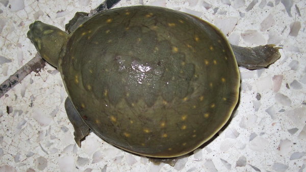 7 साल जेल हो सकती है कछुआ पकड़ने पर