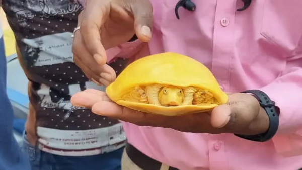 इस वजह से होता है पीला रंग