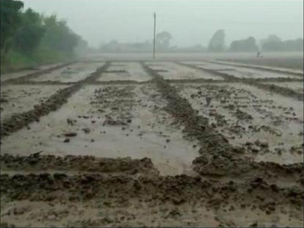 Unseasonal rain damages crops in gujarats several talukas