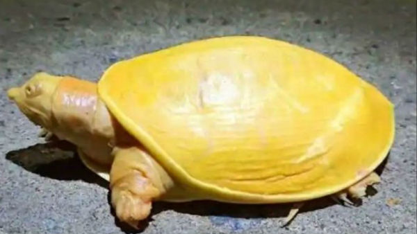 चमकीली और पीली हो जाती है चमड़ी