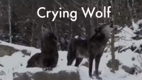 वीडियो शेयर कर अकबरुद्दीन ने उड़ाया मजाक वीडियो शेयर कर अकबरुद्दीन ने उड़ाया मजाक